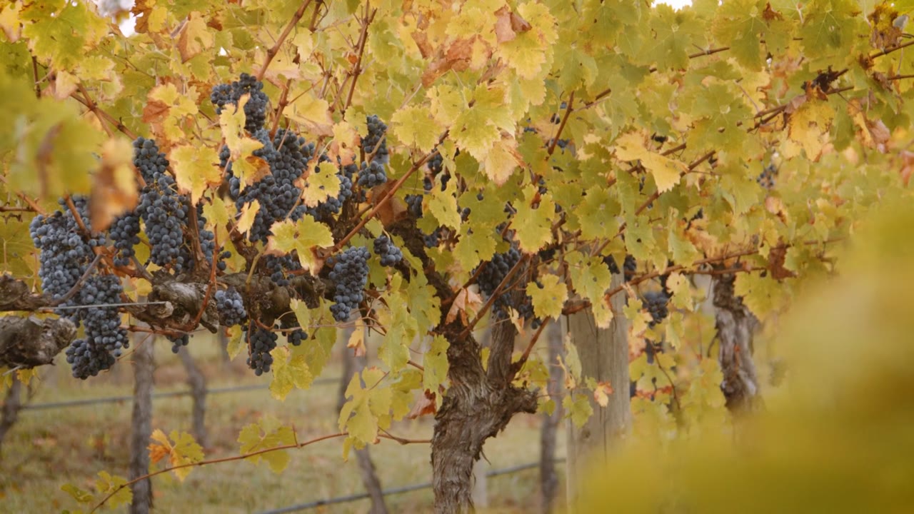 Still from Mandala Wines Brand Film